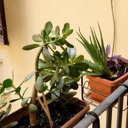New, True-stevere Amazing Double Bed For 5 Pax * ローマ